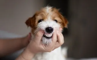 강아지 오래사는 신장관리 비법 생활습관_11