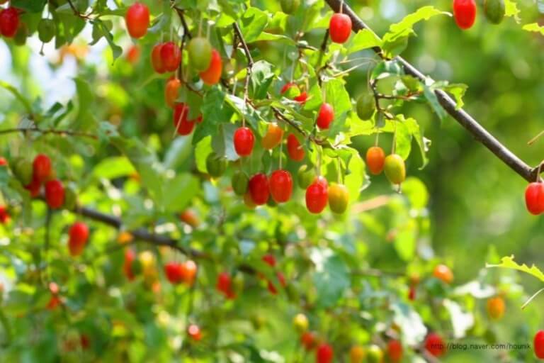 보리수 효능 10가지 및 부작용 및 주의사항