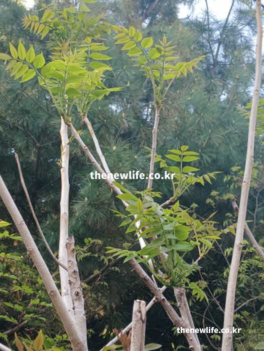 가죽나물 효능 부작용 미량 칼륨