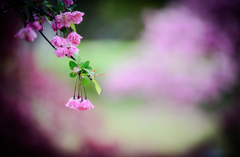 장복산 벚꽃 드라이브 관련 사진