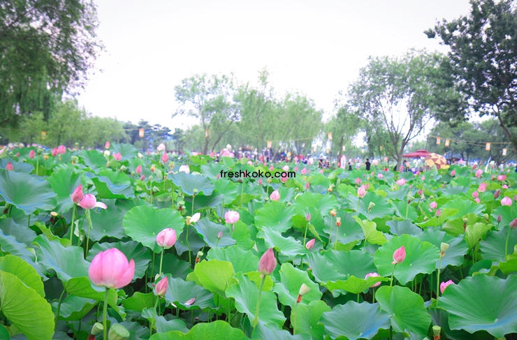 7월 축제 가볼만한곳 10곳 여행지 추천