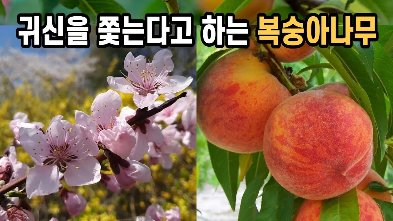 복숭아 나무 한살이 시기_3