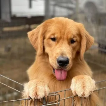 골든 리트리버 분양 가격 성격 장단점_6