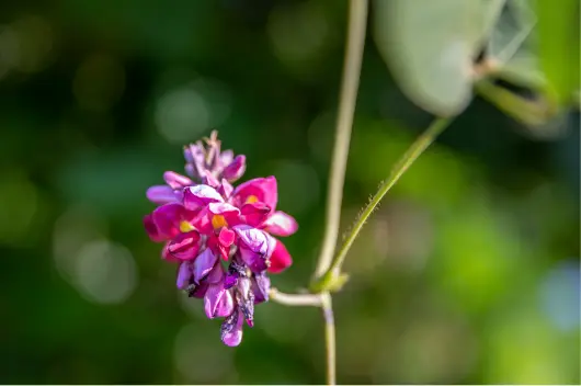 칡즙 효능 및 복용시 주의점