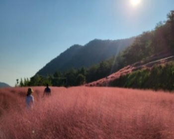 고창 핑크뮬리 축제_10