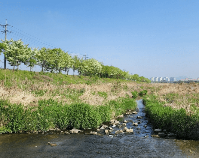 청주무심천-이팝나무길