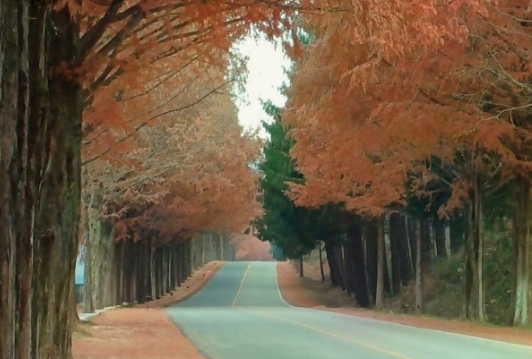 진안 부귀 메타세콰이어길 가을