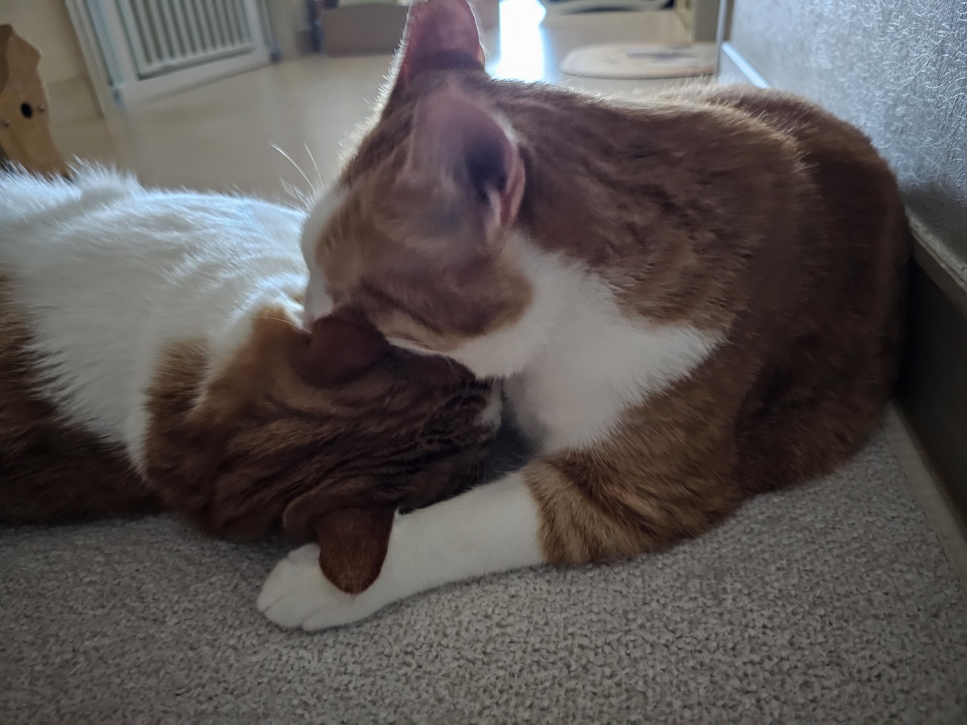 사이좋은_치즈냥이들_막둥이와_호야