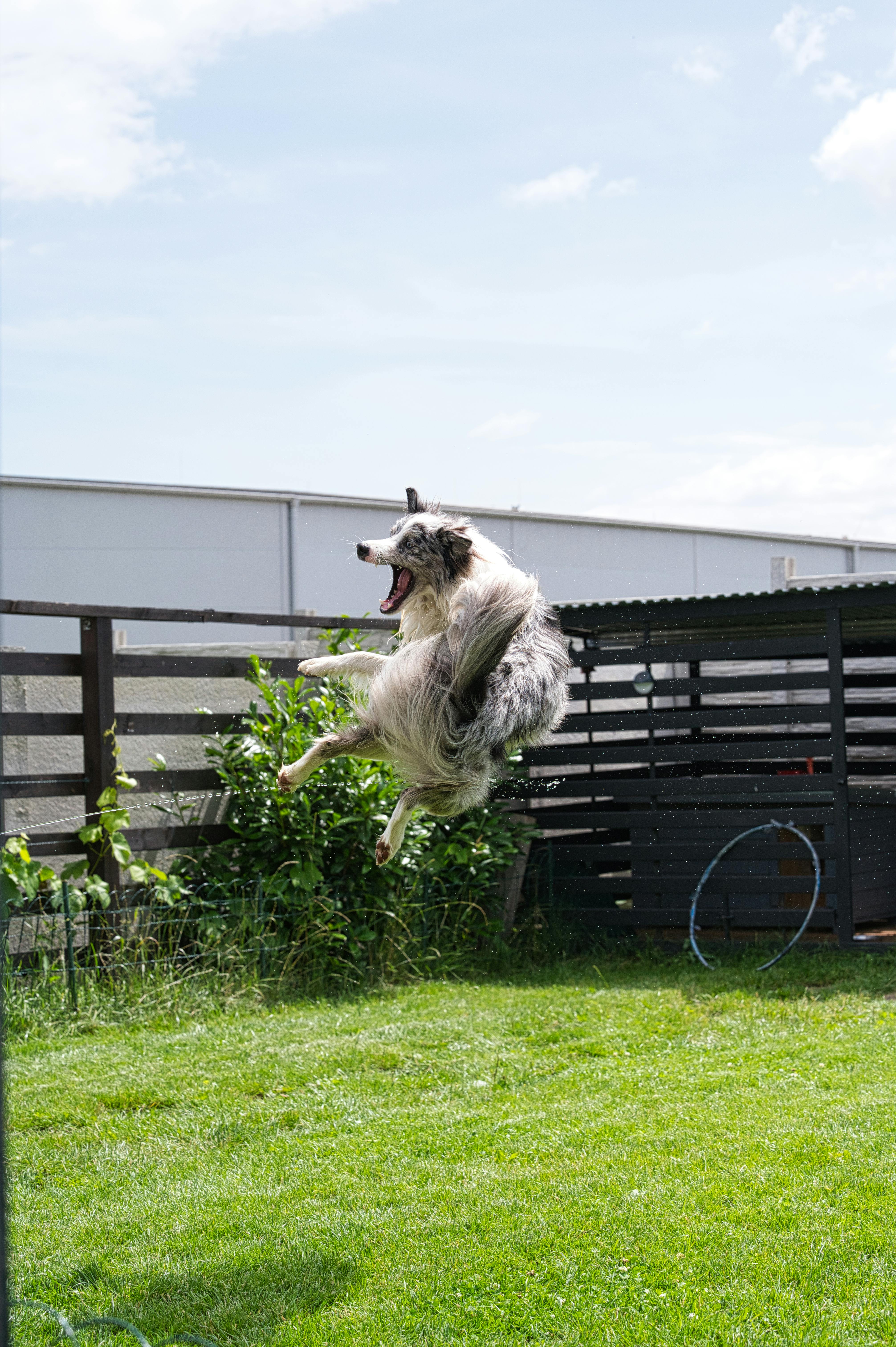 2026 펫보험 시장 구조 완전 분석 │ 보험료 인상 이유부터 유리한 상품까지 한 번에 정리
