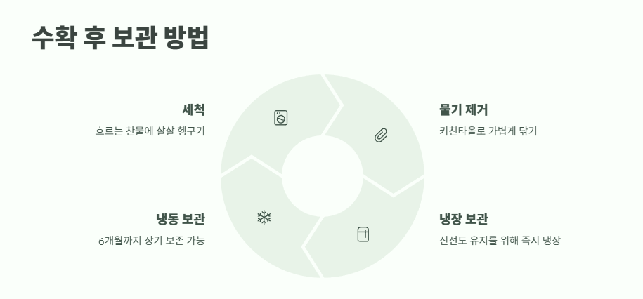 산딸기 수확시기 베스트 타이밍 7