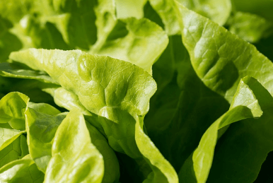 가을에 심는 작물