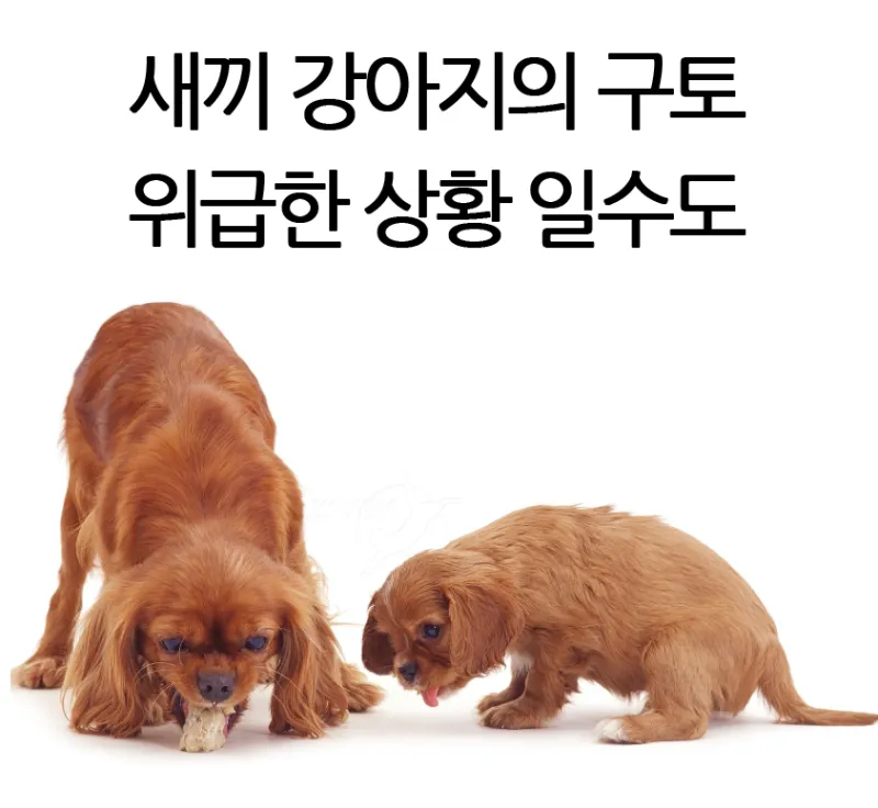 새끼강아지무료분양 멍멍이 가족 맞이 꿀팁_6