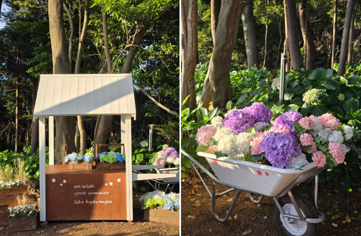 숨도 내 수국 사진