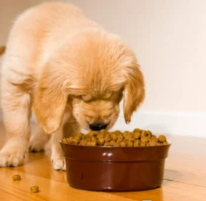 강아지 식기 높이와 올바른 밥 먹는 자세