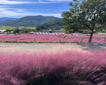 고창 핑크뮬리 축제 꽃객 프로젝트_3