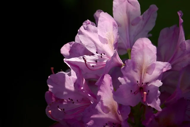 영주 소백산 철쭉제 기본정보 출연진 프로그램
