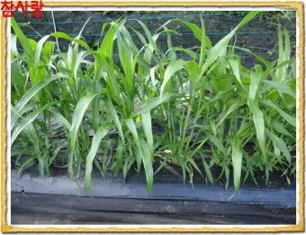 율무 재배 배수로 확보 여름 장마 대비 건조 수확_8