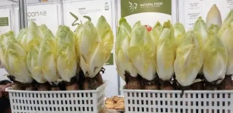 엔다이브 재배 상토 선정 배수 통풍 연속 수확_11