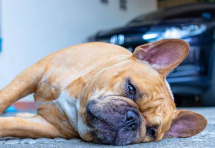 개는 같이 잘 사람을 고르고 있는가?