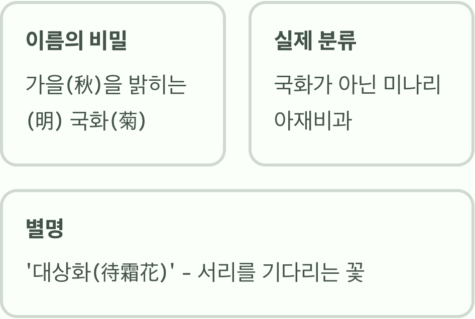 가을을 밝히는 국화&amp;#44; 이름의 비밀