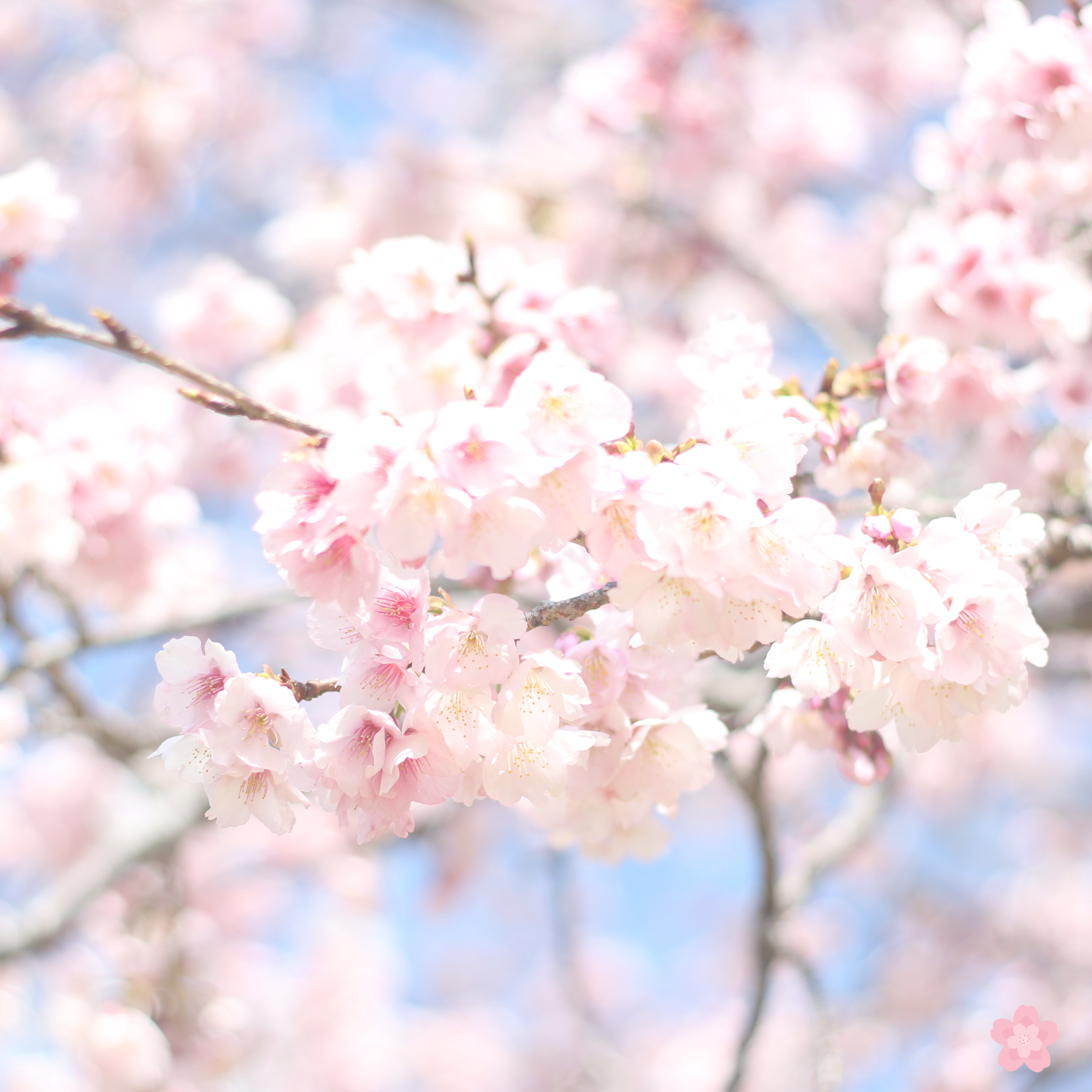 서울 근교 벚꽃 명소