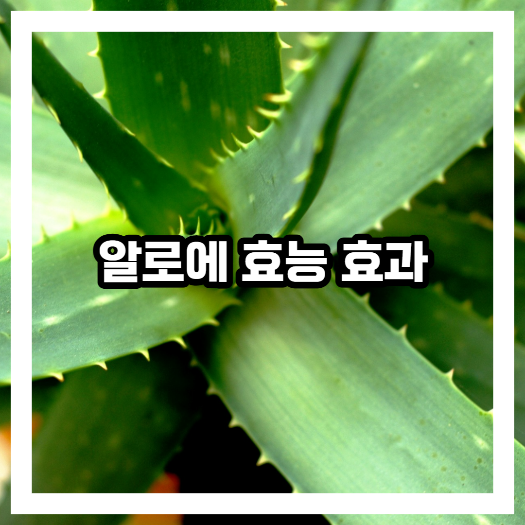 알로에 사진 블로그 썸네일 사진