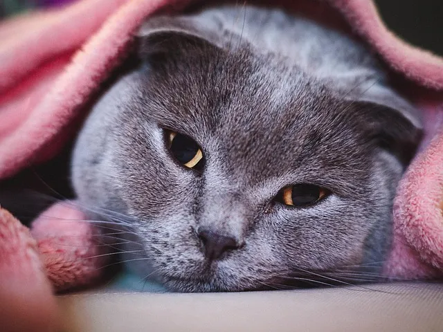 스코티시폴드 고양이 유전병_5