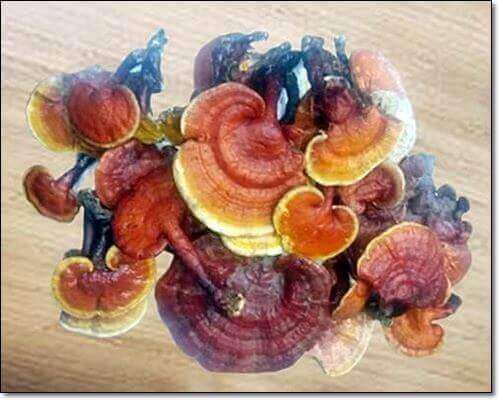 사구체신염에 좋은 음식