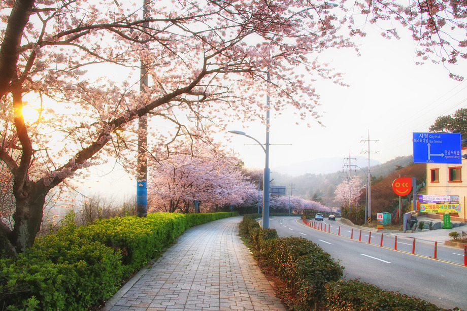 벚꽃 개화시기 2023