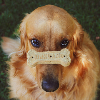 뼈 모양 간식을 콧 등에 올린 채 기다리는 강아지