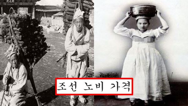 노비 가격