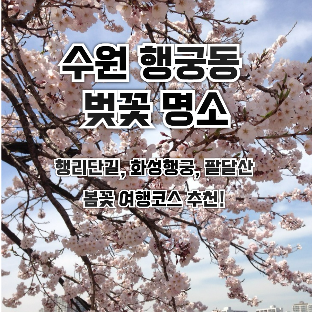 수원 벚꽃