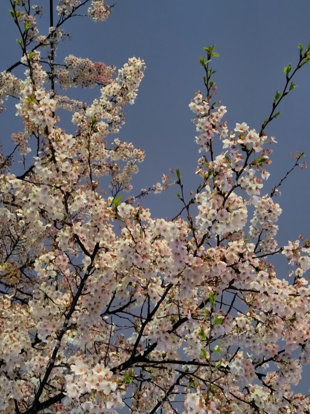 2023년 전국 벚꽃 축제 일정