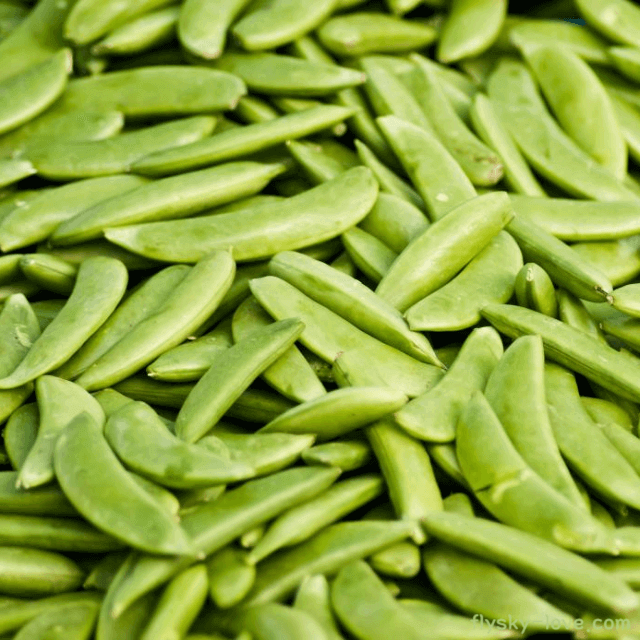 스노우피 (snow pea) 효능