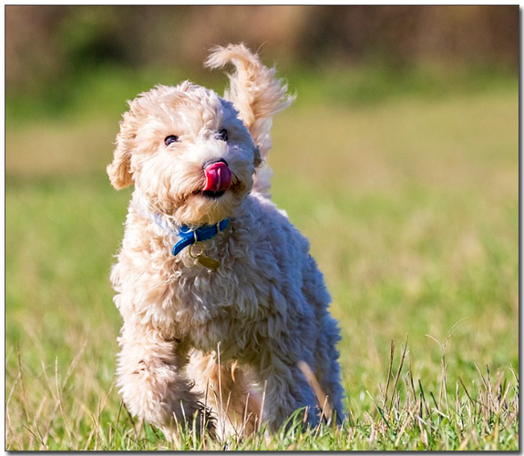 뛰어노는 비숑프리제