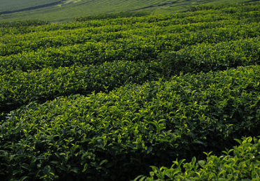 작두콩차 효능 10가지 부작용