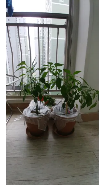 텃밭 고추 키우는 법 모종심기 지지대 순지르기 탄저병 예방_18