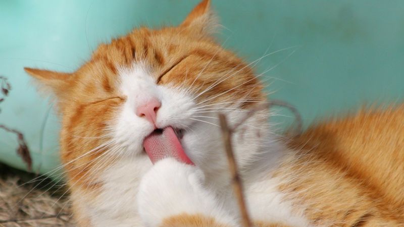 아보카도 보관 갈변 검은검 검을줄 줄무늬