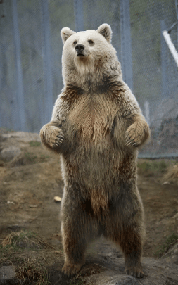 곰 사진