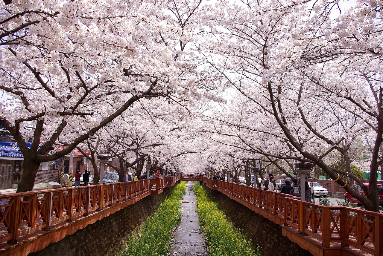 벚꽃개화시기 및 벚꽃축제 (출처: https://pixabay.com)