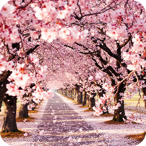벚꽃길 이미지