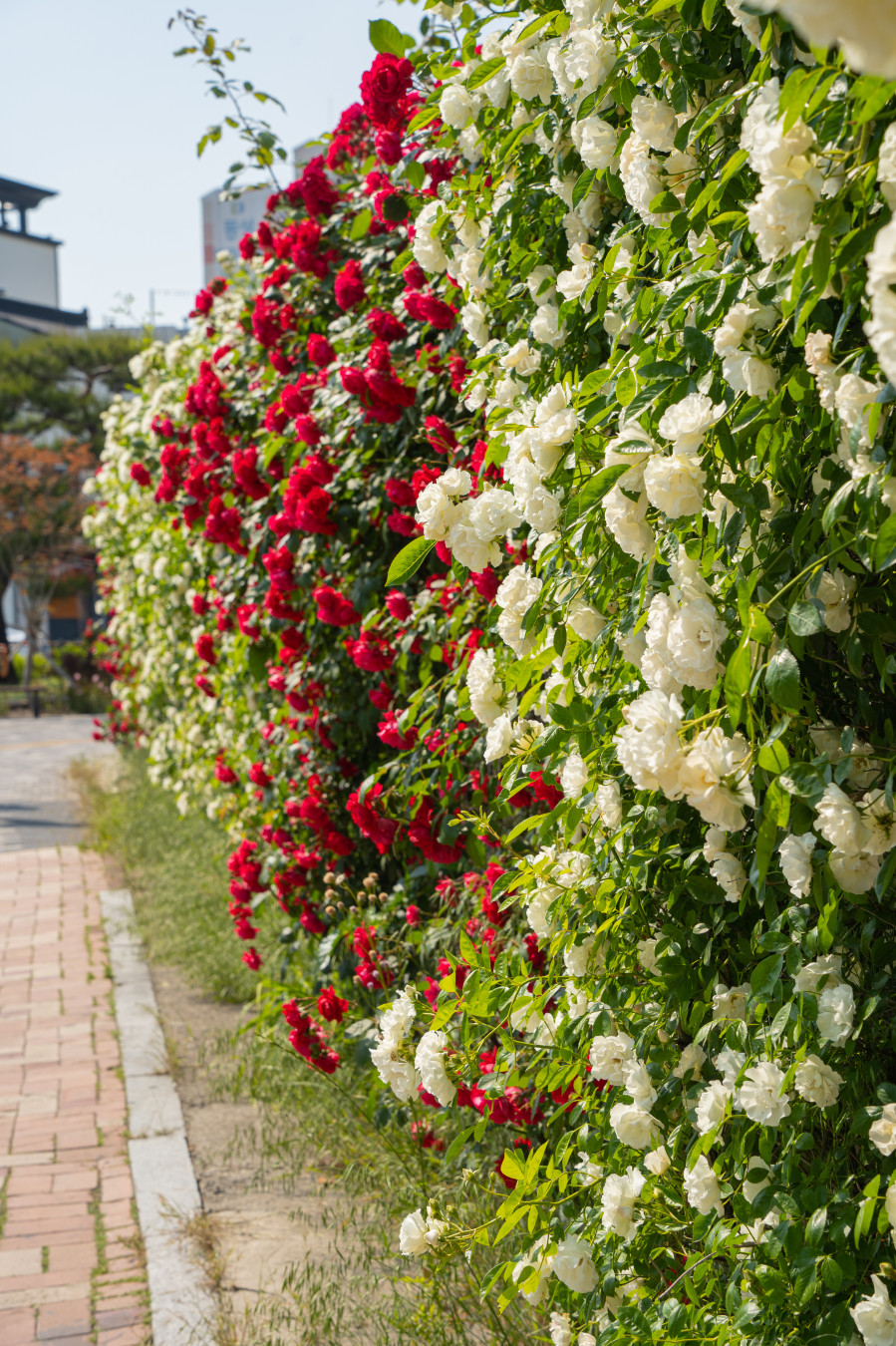 행궁동 화홍문 공영주차장 장미