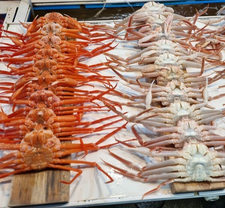 포항 죽도시장 방문 후기