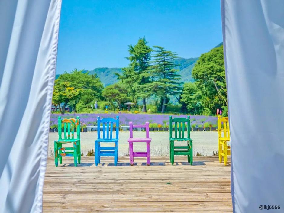 라벤더 명소 개화시기 꽃말