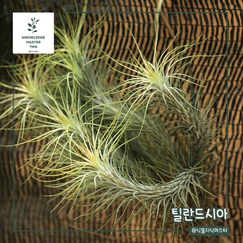 습기 제거 식물 - 틸란드시아