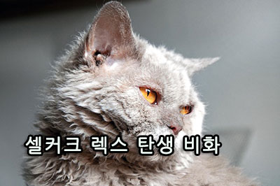 셀커크 렉스 탄생 비화