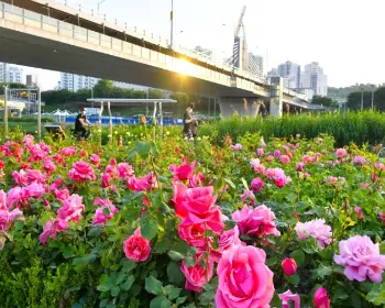 중랑 서울 장미축제_8