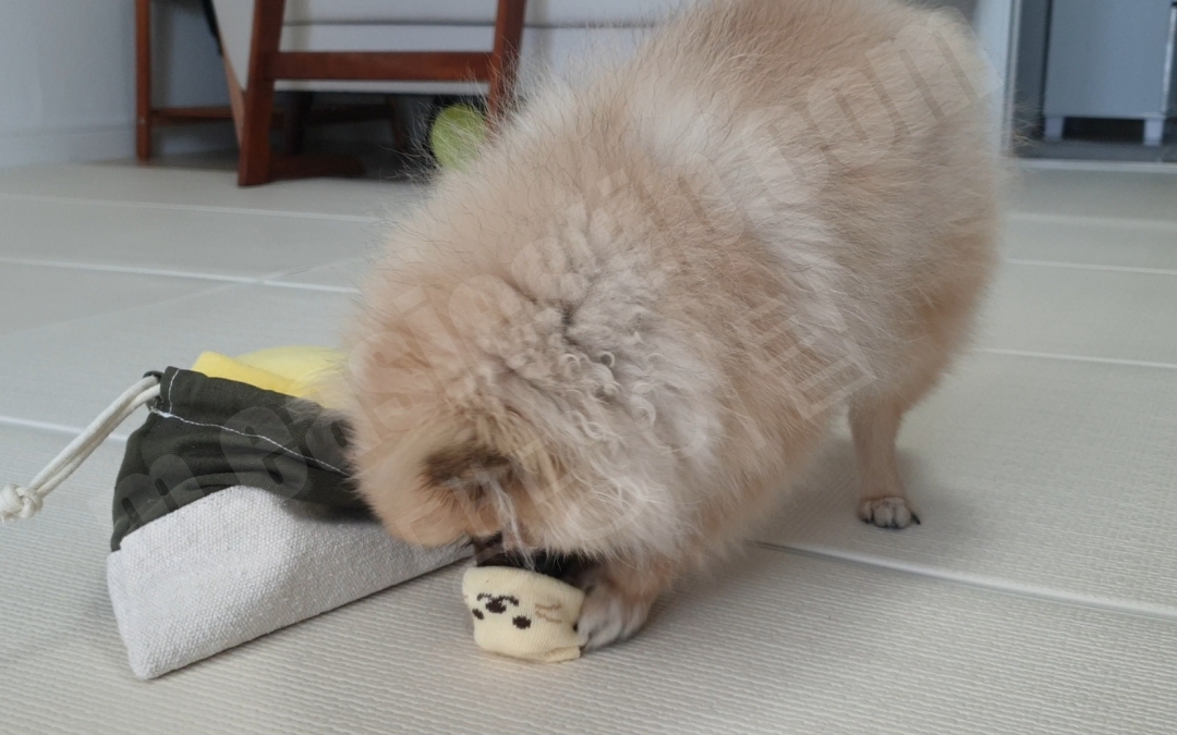 노즈워크 장난감에서 간식을 꺼내 먹는 강아지