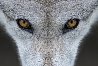 늑대가 울고 있다.