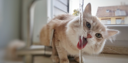 물을 마시는 고양이.